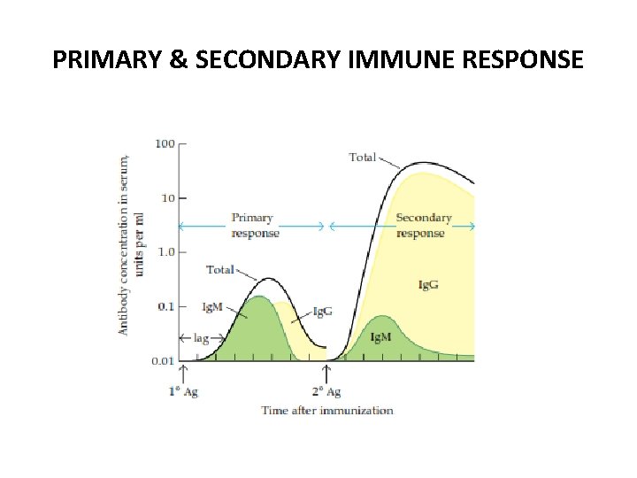 PRIMARY & SECONDARY IMMUNE RESPONSE 