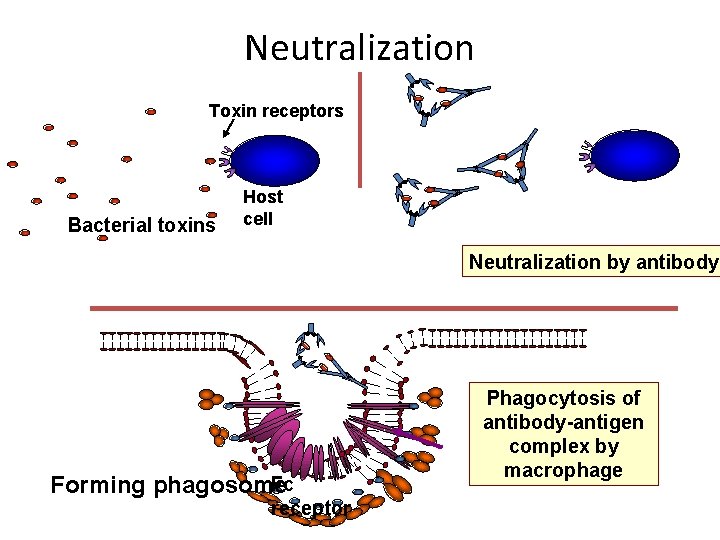 Neutralization Toxin receptors Bacterial toxins Host cell Neutralization by antibody Fc Forming phagosome receptor