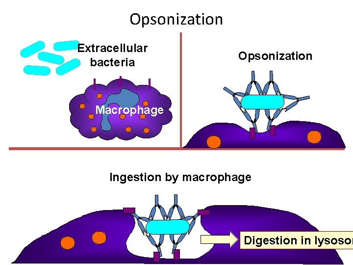 Opsonization Extracellular bacteria Opsonization Macrophage Ingestion by macrophage Digestion in lysosom 