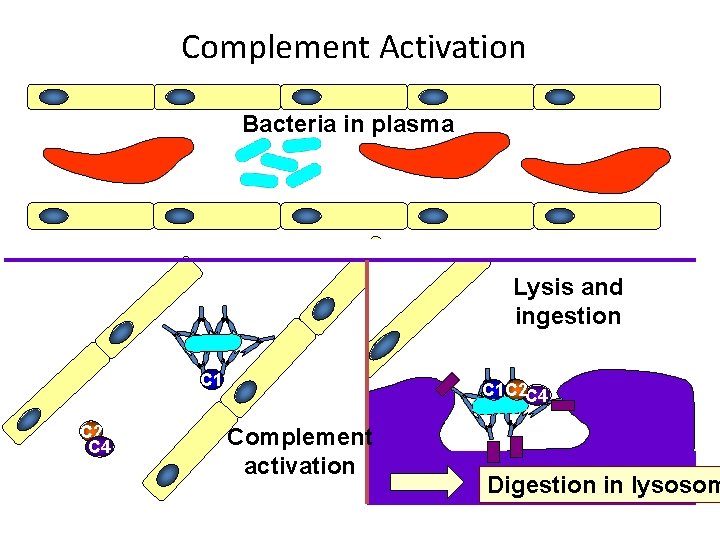 Complement Activation Bacteria in plasma Lysis and ingestion C 1 C 2 C 4
