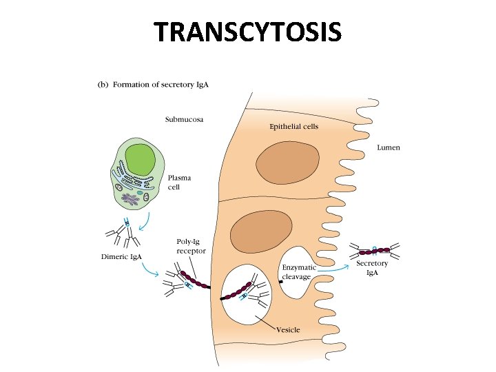 TRANSCYTOSIS 