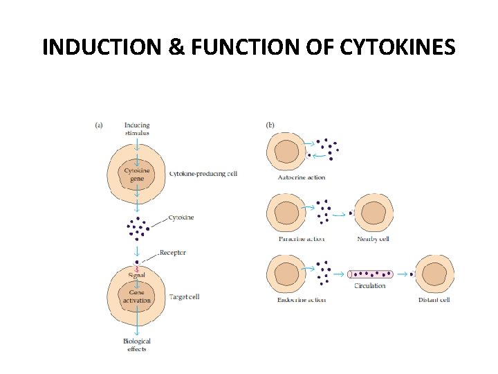 INDUCTION & FUNCTION OF CYTOKINES 