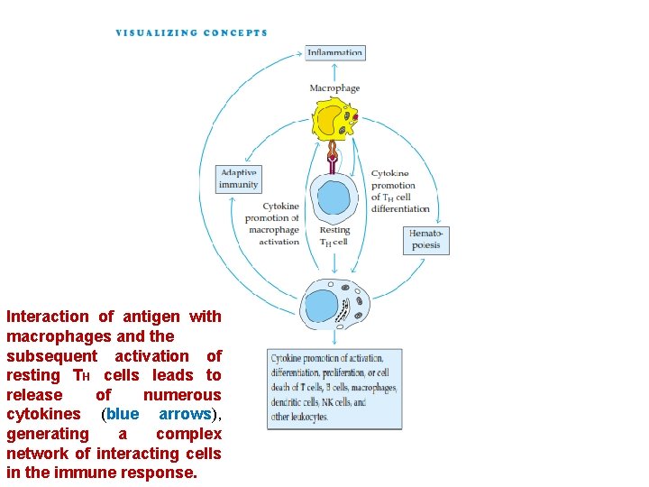 Interaction of antigen with macrophages and the subsequent activation of resting TH cells leads