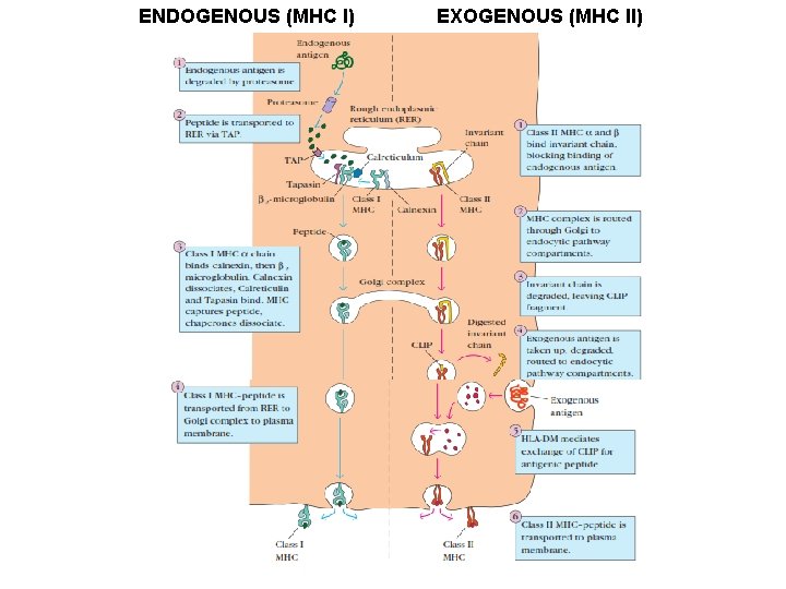ENDOGENOUS (MHC I) EXOGENOUS (MHC II) 