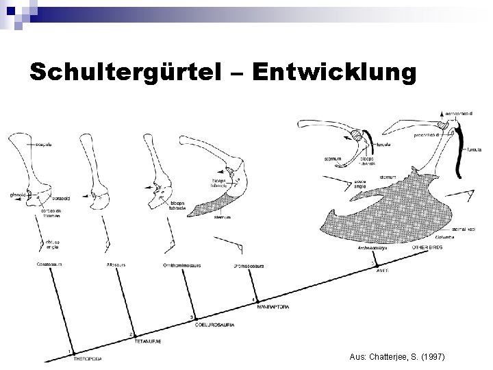 Schultergürtel – Entwicklung Aus: Chatterjee, S. (1997) 