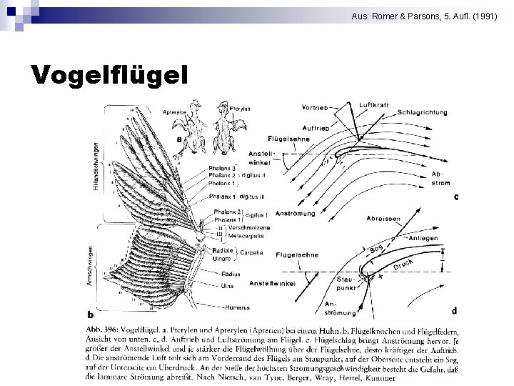 Aus: Romer & Parsons, 5. Aufl. (1991) Vogelflügel 