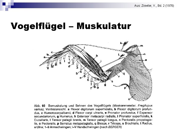 Aus: Ziswiler, V. , Bd. 2 (1976) Vogelflügel – Muskulatur 