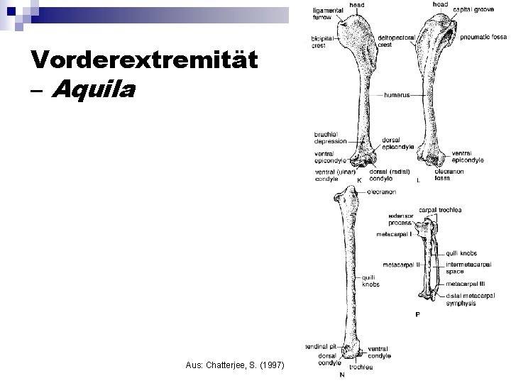 Vorderextremität – Aquila Aus: Chatterjee, S. (1997) 