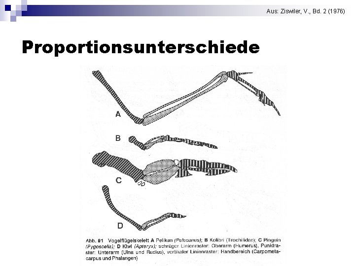 Aus: Ziswiler, V. , Bd. 2 (1976) Proportionsunterschiede 