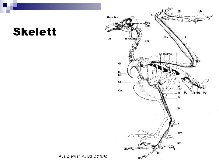 Skelett Aus: Ziswiler, V. , Bd. 2 (1976) 