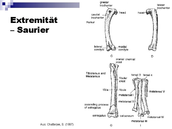 Extremität – Saurier Aus: Chatterjee, S. (1997) 