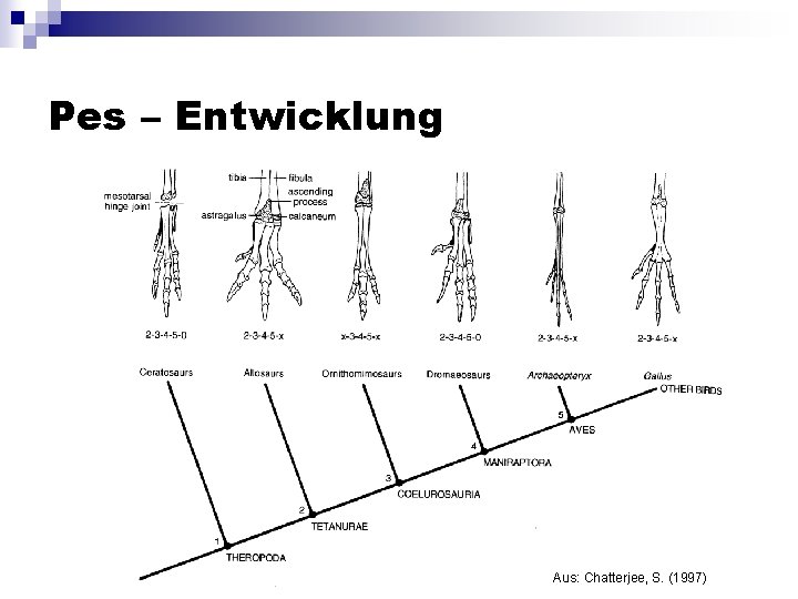 Pes – Entwicklung Aus: Chatterjee, S. (1997) 