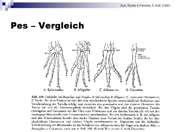 Aus: Romer & Parsons, 5. Aufl. (1991) Pes – Vergleich 