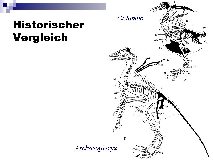 Historischer Vergleich Archaeopteryx Columba 