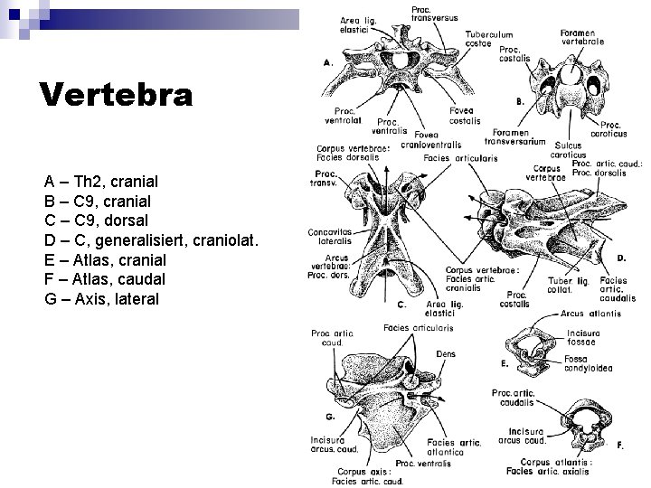 Vertebra A – Th 2, cranial B – C 9, cranial C – C