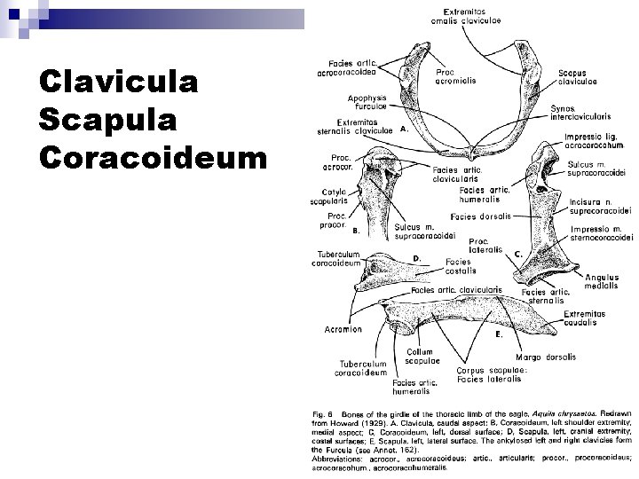 Clavicula Scapula Coracoideum 