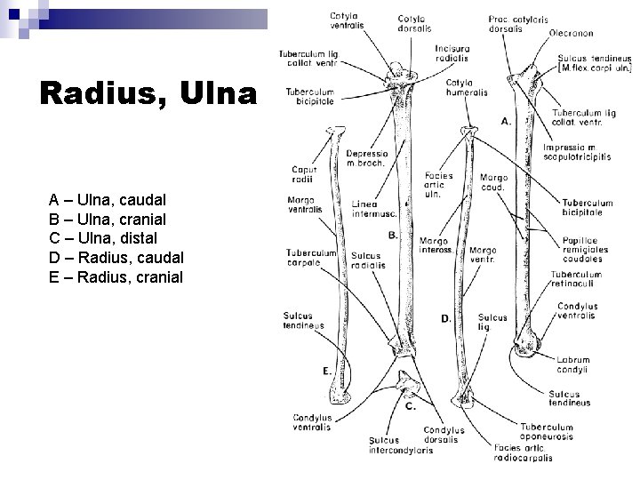 Radius, Ulna A – Ulna, caudal B – Ulna, cranial C – Ulna, distal