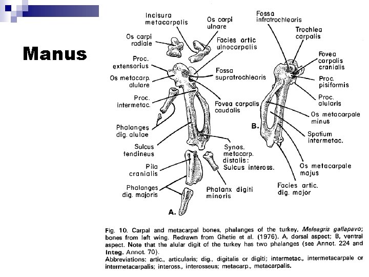 Manus 