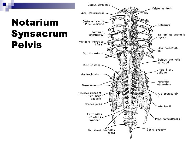 Notarium Synsacrum Pelvis 