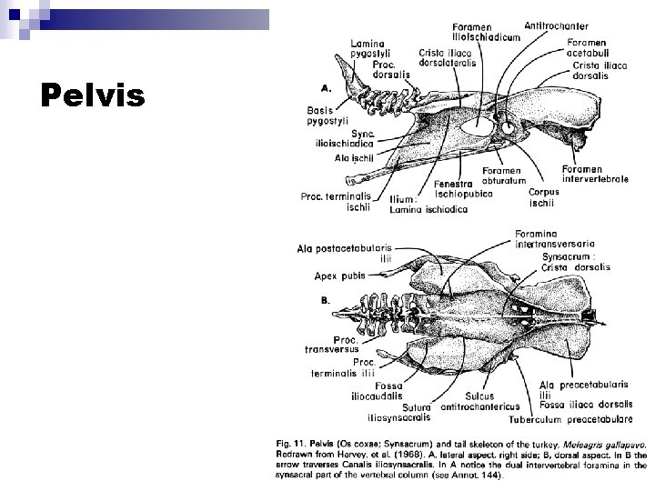 Pelvis 