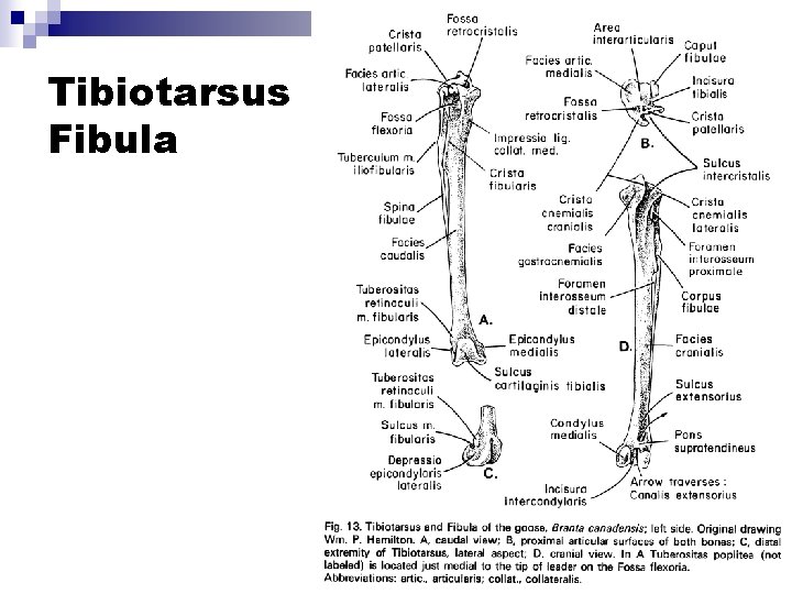 Tibiotarsus Fibula 