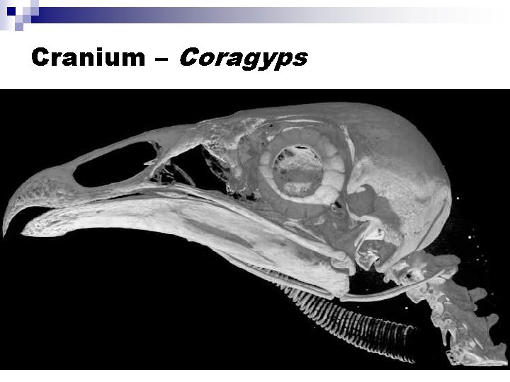 Cranium – Coragyps 