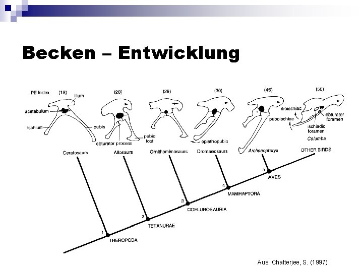 Becken – Entwicklung Aus: Chatterjee, S. (1997) 