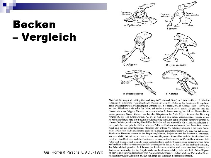 Becken – Vergleich Aus: Romer & Parsons, 5. Aufl. (1991) 