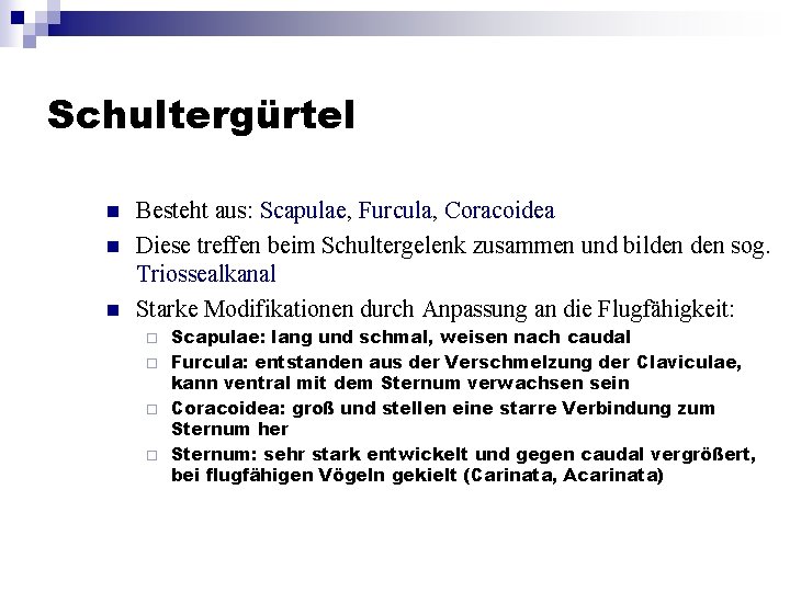 Schultergürtel n n n Besteht aus: Scapulae, Furcula, Coracoidea Diese treffen beim Schultergelenk zusammen