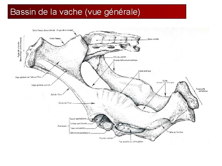 Bassin de la vache (vue générale) 10 