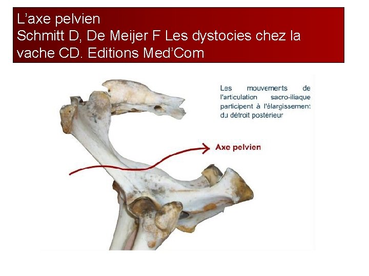 L’axe pelvien Schmitt D, De Meijer F Les dystocies chez la vache CD. Editions