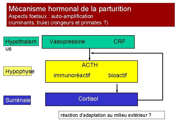 Mécanisme hormonal de la parturition Aspects foetaux : auto-amplification (ruminants, truie) (rongeurs et primates