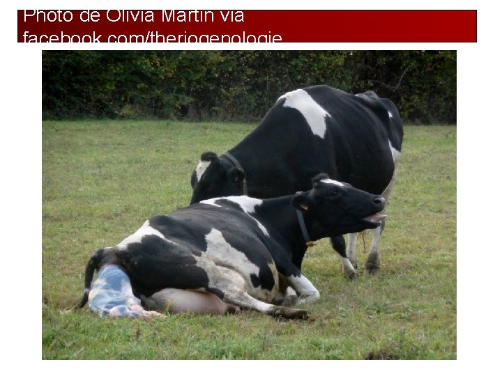 Photo de Olivia Martin via facebook. com/theriogenologie 