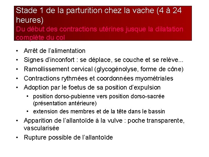 Stade 1 de la parturition chez la vache (4 à 24 heures) Du début