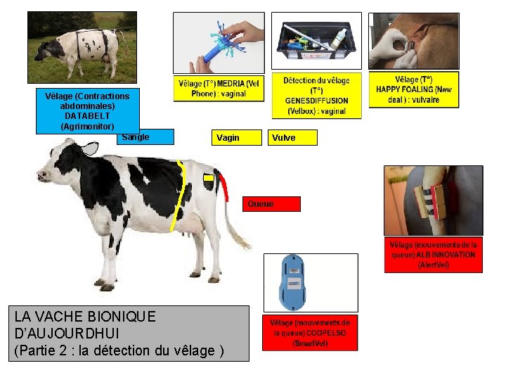 Vêlage (Contractions abdominales) DATABELT (Agrimonitor) Sangle Vagin Vulve Queue LA VACHE BIONIQUE D’AUJOURDHUI (Partie