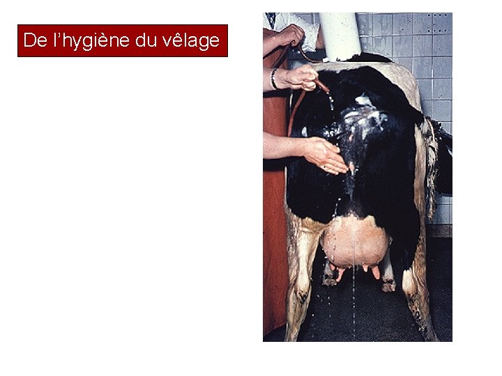 De l’hygiène du vêlage 54 