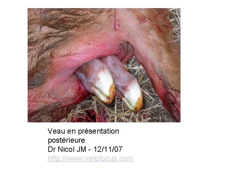 Veau en présentation postérieure Dr Nicol JM - 12/11/07 http: //www. vetofocus. com 61