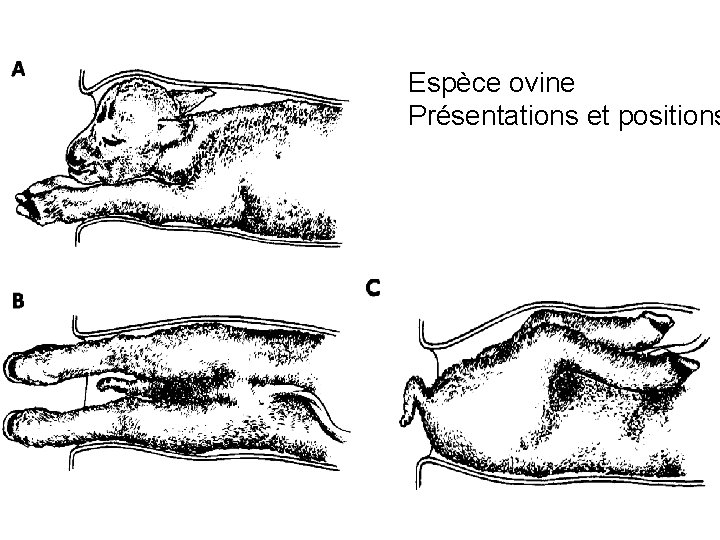Espèce ovine Présentations et positions 62 