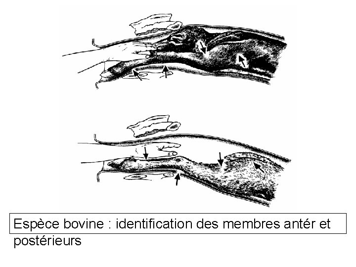 Espèce bovine : identification des membres antér et postérieurs 