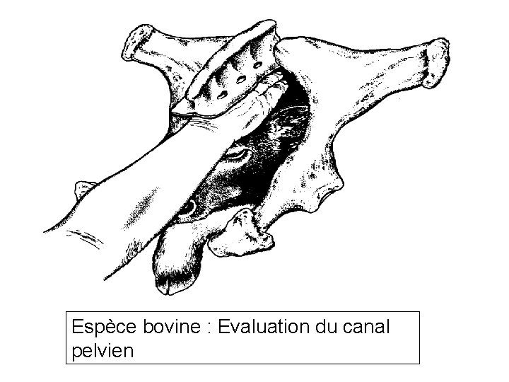 Espèce bovine : Evaluation du canal pelvien 79 