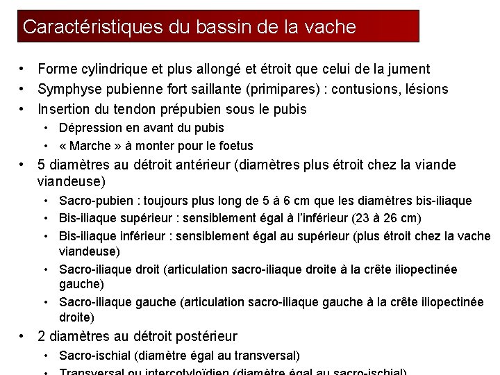 Caractéristiques du bassin de la vache • Forme cylindrique et plus allongé et étroit