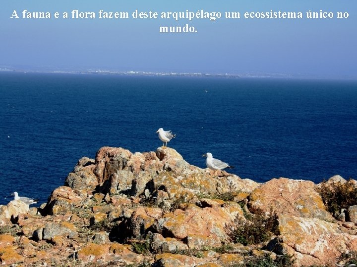  A fauna e a flora fazem deste arquipélago um ecossistema único no mundo.