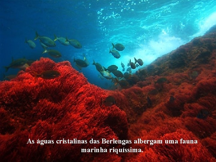 As águas cristalinas das Berlengas albergam uma fauna marinha riquíssima. 