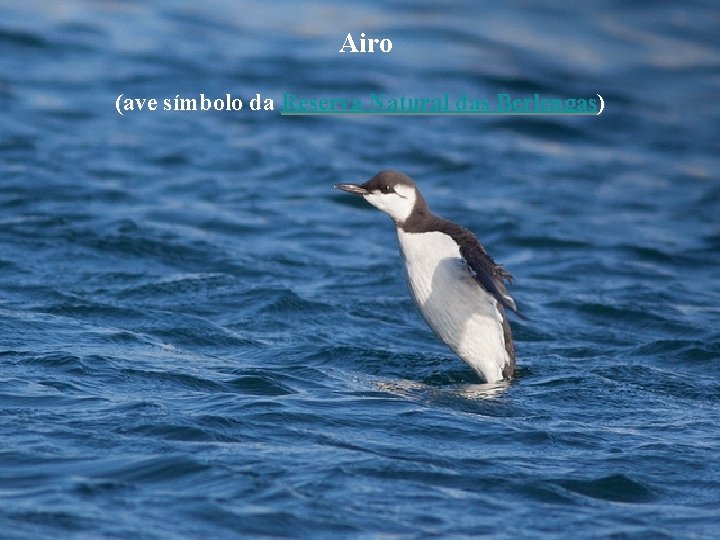 Airo (ave símbolo da Reserva Natural das Berlengas) 