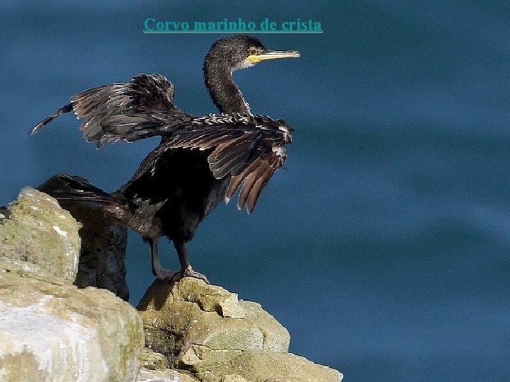 Corvo marinho de crista 