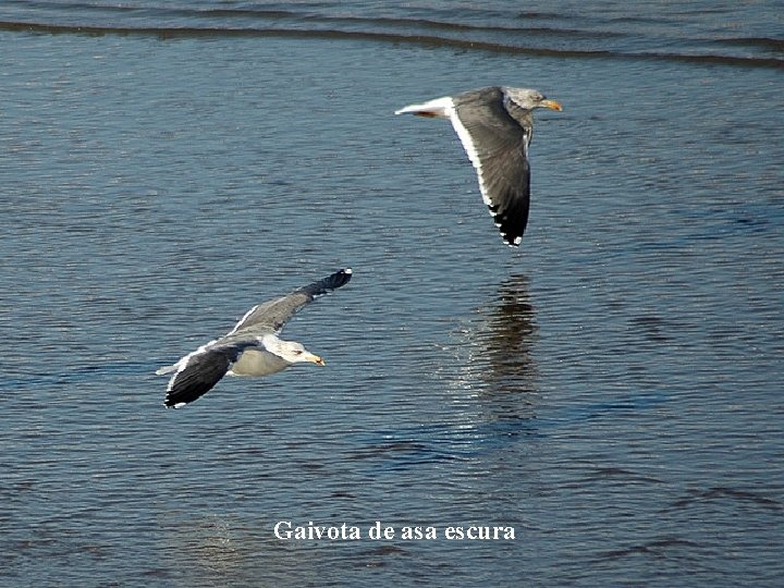 Gaivota de asa escura 