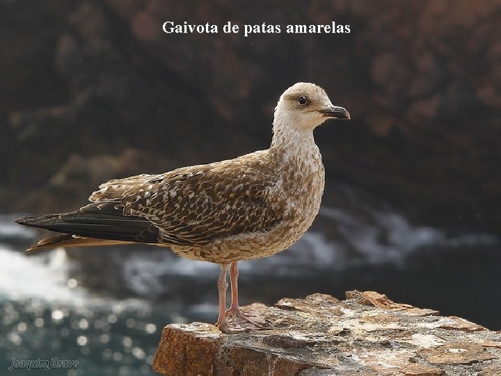 Gaivota de patas amarelas 