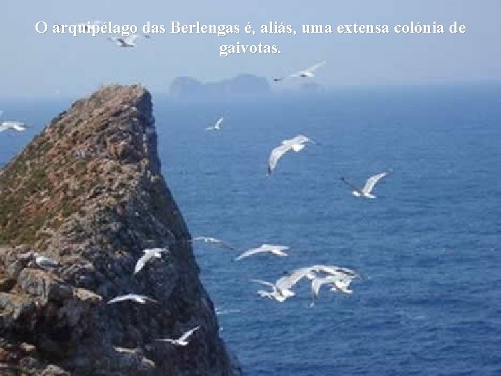 O arquipélago das Berlengas é, aliás, uma extensa colónia de gaivotas. 