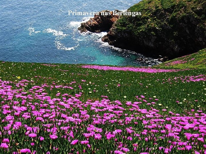 Primavera nas Berlengas 