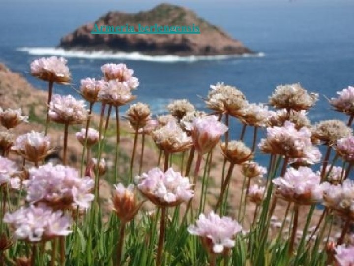 Armeria berlengensis 